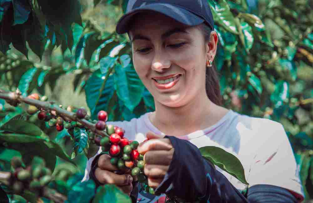 SOURCING OUR COFFEE: THROUGH ETHICAL & DIRECT RELATIONSHIPS