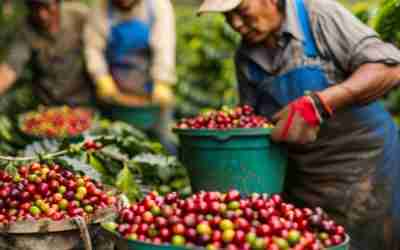 THE RICH LEGACY OF GUATEMALAN COFFEE